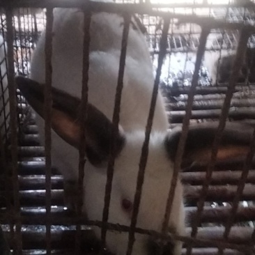 肉兔