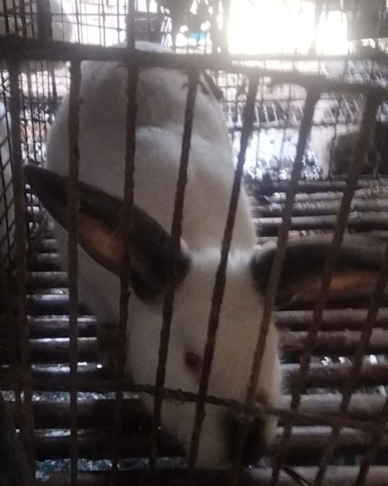 肉兔