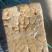原色母猪大肠预煮去油85，十公斤箱装