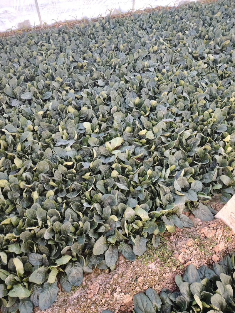扎捆菠菜