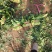 扎捆菠菜