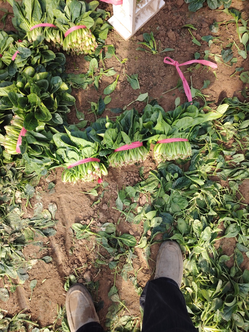 扎捆菠菜