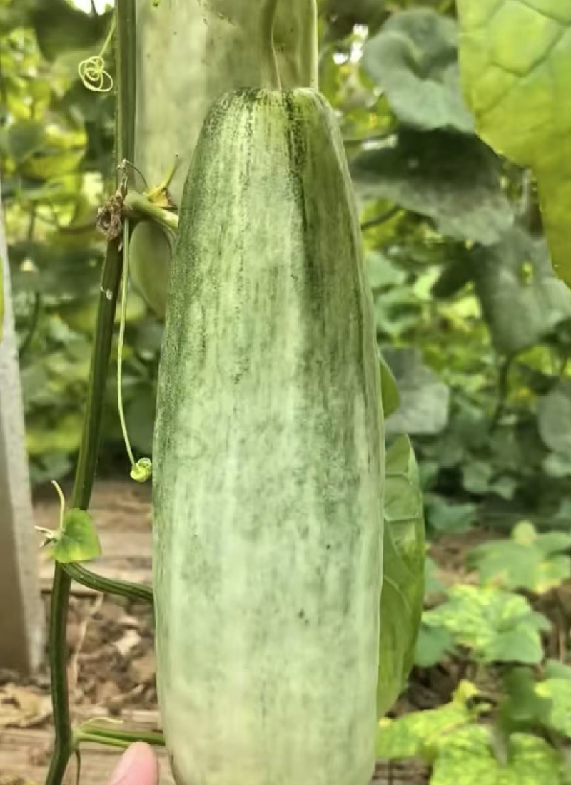 博洋61甜瓜博洋9甜瓜，质量保证诚信代收，支持售后服务！