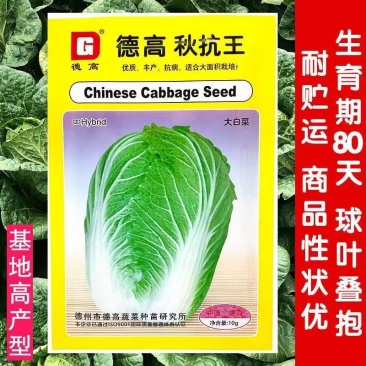 秋抗王白菜种子耐寒短圆筒高产量耐贮运白帮大白菜种