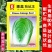 秋抗王白菜种子耐寒短圆筒高产量耐贮运白帮大白菜种