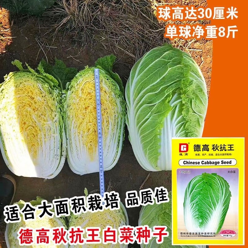 秋抗王白菜种子耐寒短圆筒高产量耐贮运白帮大白菜种
