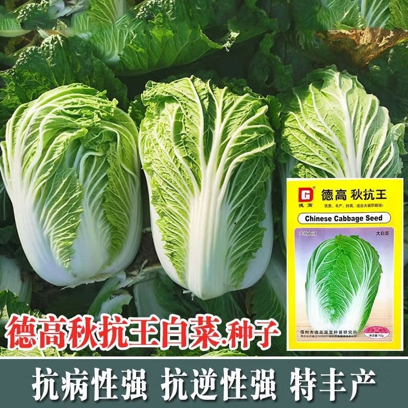 秋抗王白菜种子耐寒短圆筒高产量耐贮运白帮大白菜种