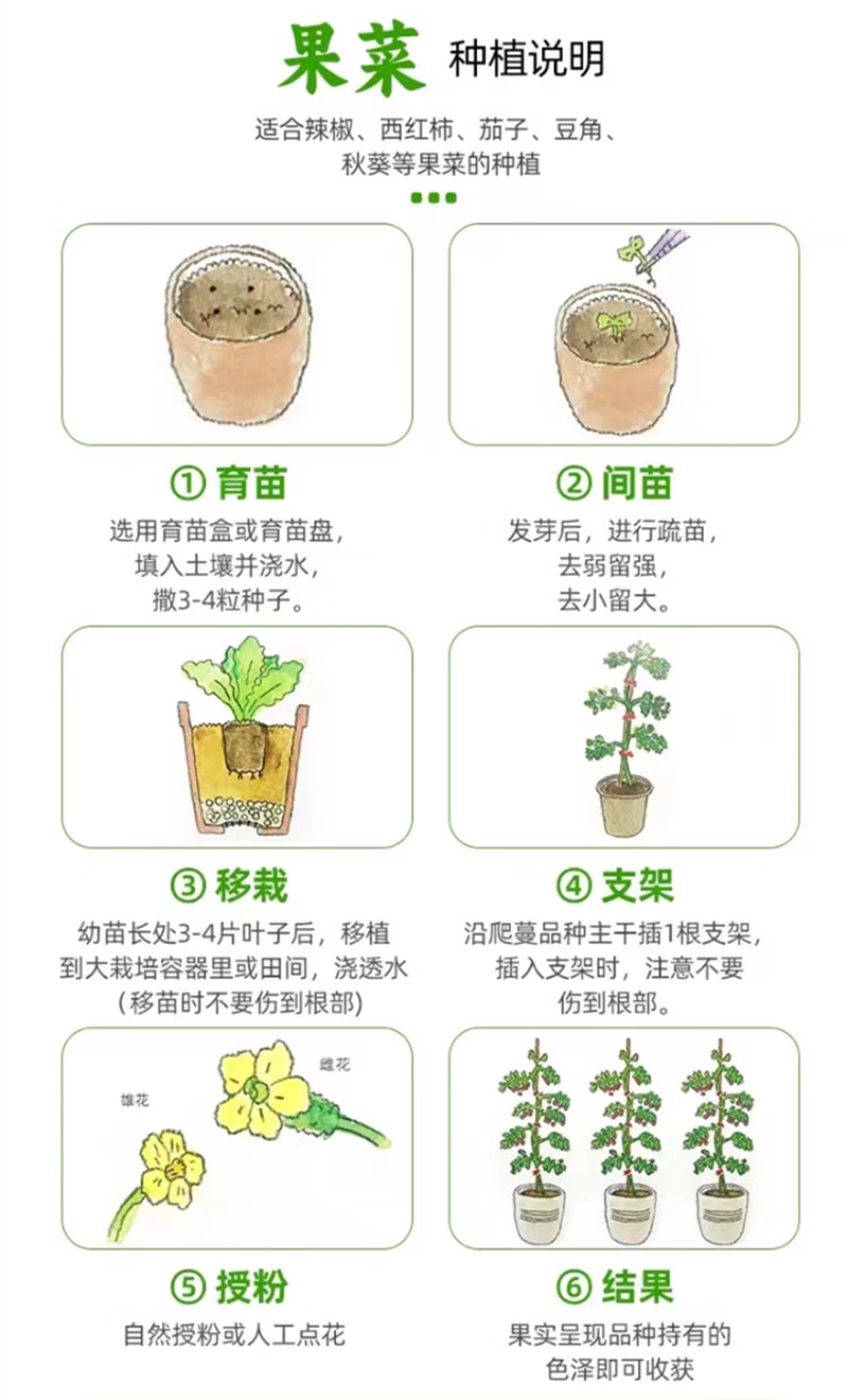 秋抗王白菜种子耐寒短圆筒高产量耐贮运白帮大白菜种