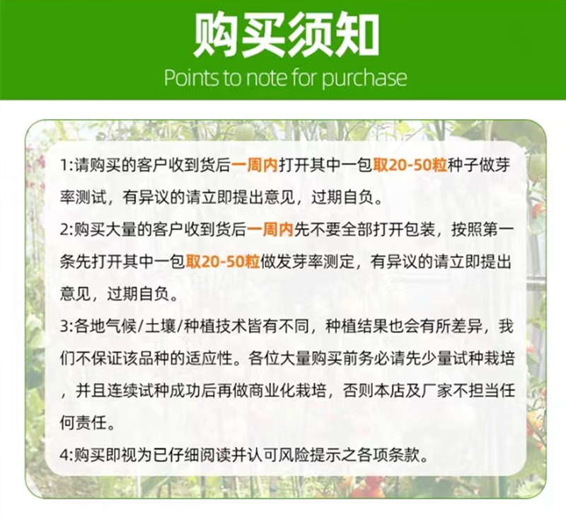 秋抗王白菜种子耐寒短圆筒高产量耐贮运白帮大白菜种