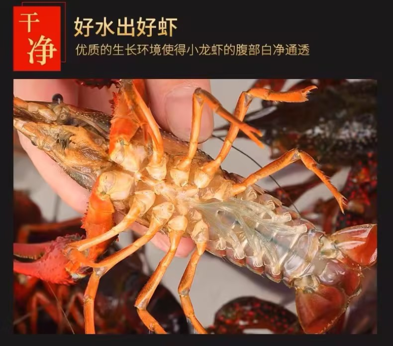 湖北清水活虾冻虾，高品质液氮冷冻，对接商超市场，量大优惠