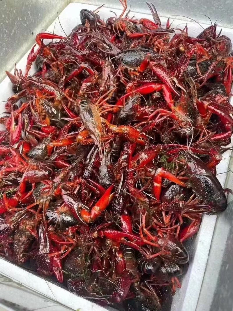 湖北清水活虾冻虾，高品质液氮冷冻，对接商超市场，量大优惠