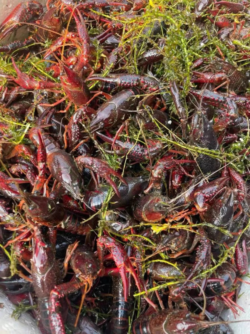 湖北清水活虾冻虾，高品质液氮冷冻，对接商超市场，量大优惠