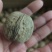 新疆核桃，自己家种的。***，简单清洗，无药物漂白。