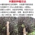 华南9号黄肉黄心木薯苗高产黄肉黄心木薯黄肉黄心木薯苗华南