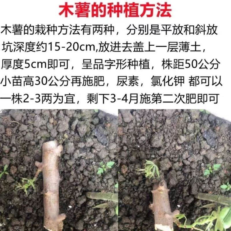 华南9号黄肉黄心木薯苗高产黄肉黄心木薯黄肉黄心木薯苗华南