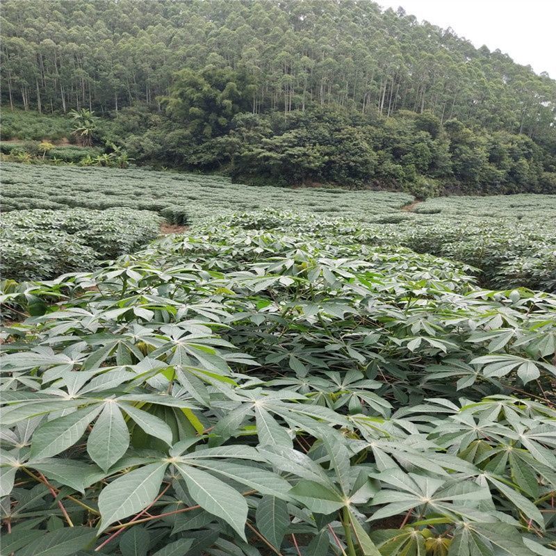 华南9号黄肉黄心木薯苗高产黄肉黄心木薯黄肉黄心木薯苗华南