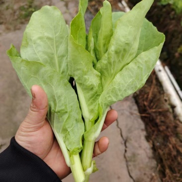 精品白菜苔产地直发品质保证量大从优一手货源欢迎联系