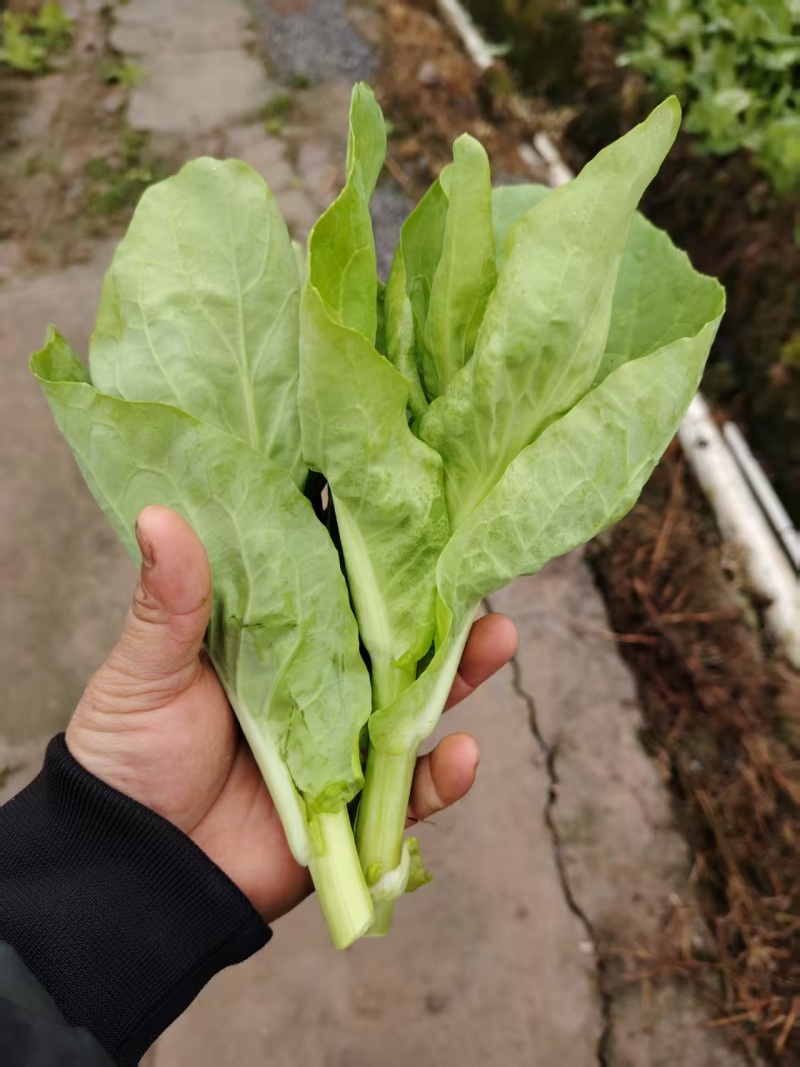 精品白菜苔产地直发品质保证量大从优一手货源欢迎联系