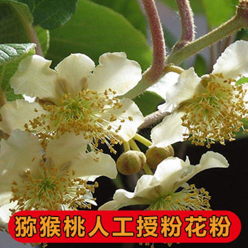 陕西臻秦岭猕猴桃活性花粉红心黄心绿心通用花粉