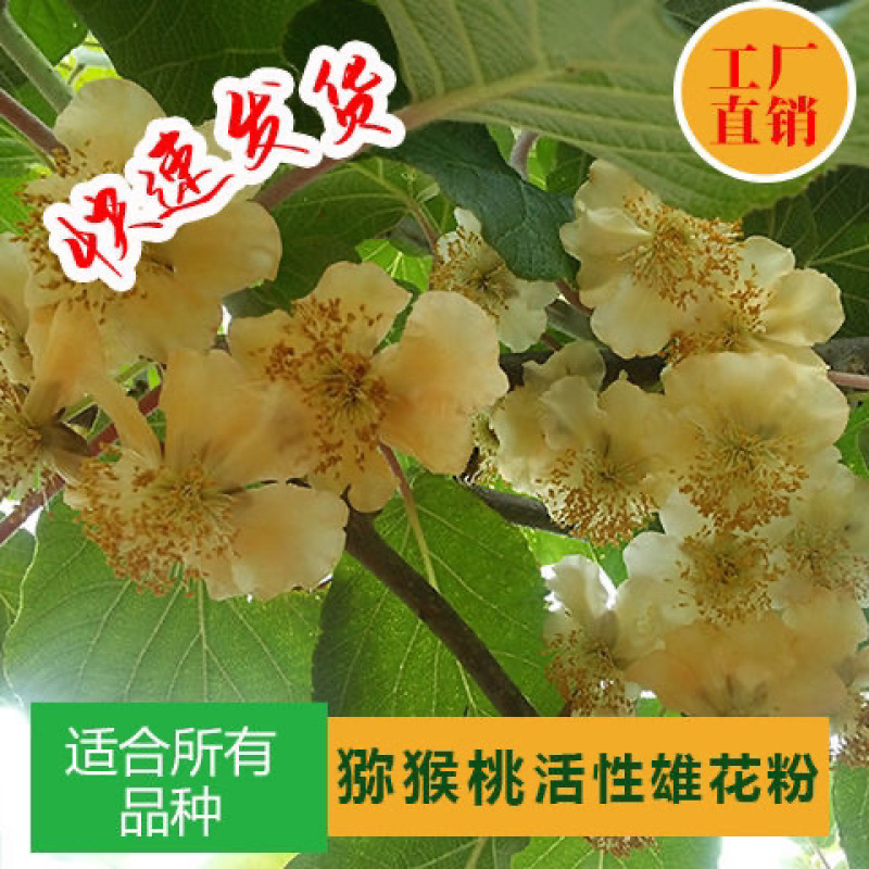 陕西臻秦岭猕猴桃活性花粉红心黄心绿心通用花粉