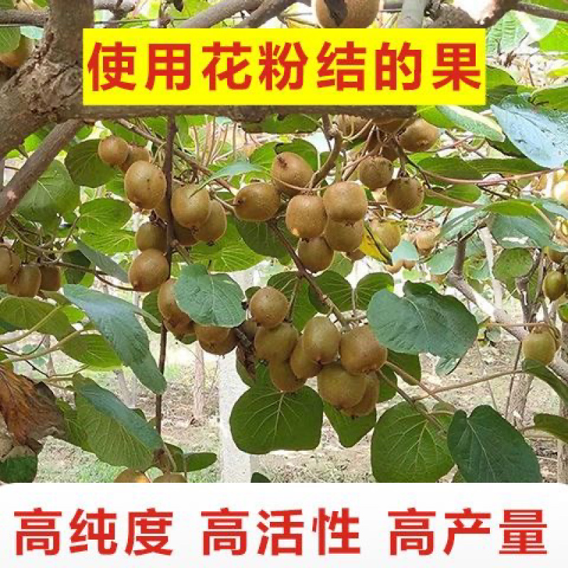 陕西臻秦岭猕猴桃活性花粉红心黄心绿心通用花粉