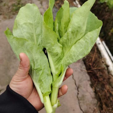 精品白菜苔产地直发一手货源量大从优品质保证欢迎联系