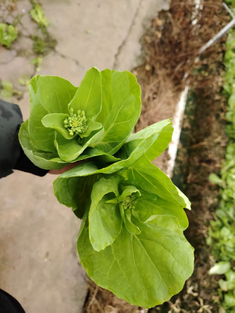 精品白菜苔产地直发一手货源量大从优品质保证欢迎联系