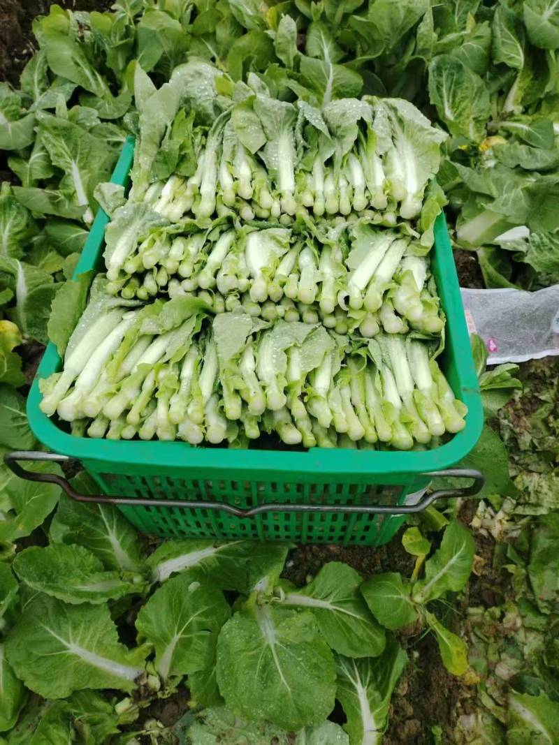 精品白菜苔产地直发一手货源量大从优品质保证欢迎联系