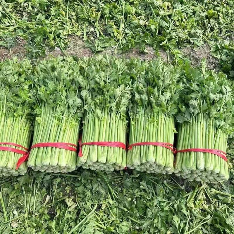 《精品芹菜》河南西芹/商丘芹菜/合作社种植/全年有货