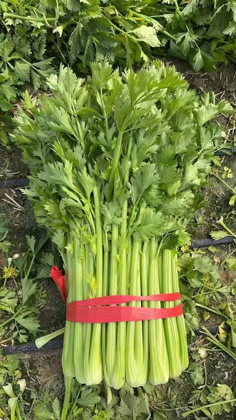 《精品推荐》河南西芹/精品芹菜/合作社种植/全年有货
