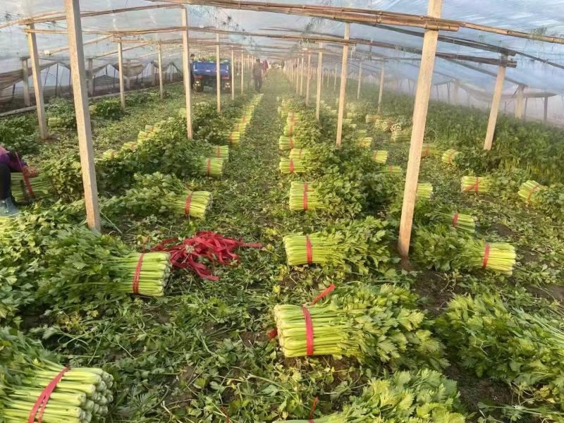 《精品推荐》河南西芹/精品芹菜/合作社种植/全年有货
