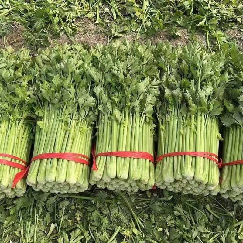 《精品推荐》河南西芹/精品芹菜/专业代办/全年有货