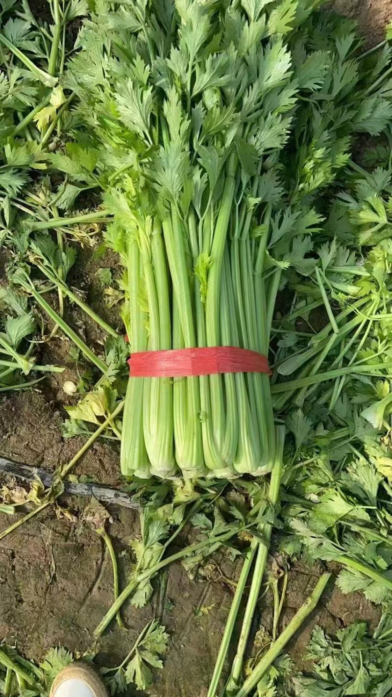 《精品推荐》河南西芹/精品芹菜/专业代办/全年有货