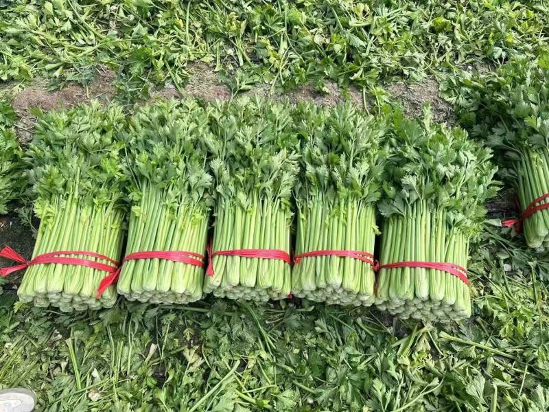 《精品推荐》河南西芹/精品芹菜/专业代办/全年有货
