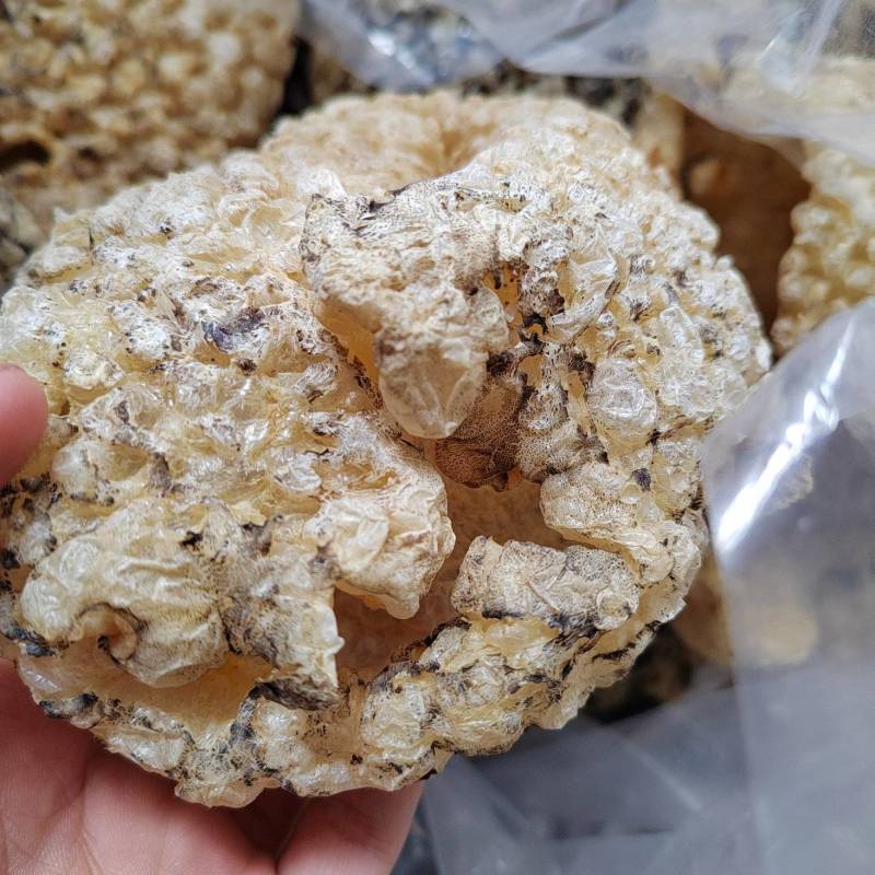 盐爆刺龟皮厚肉很鲜，爽口，放点瑶柱一点鸡肉都很鲜甜