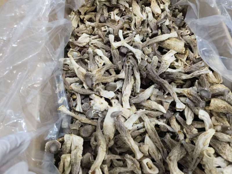 甄选福建鹿茸菇诚信商家卖品质好货欢迎全国老板前来