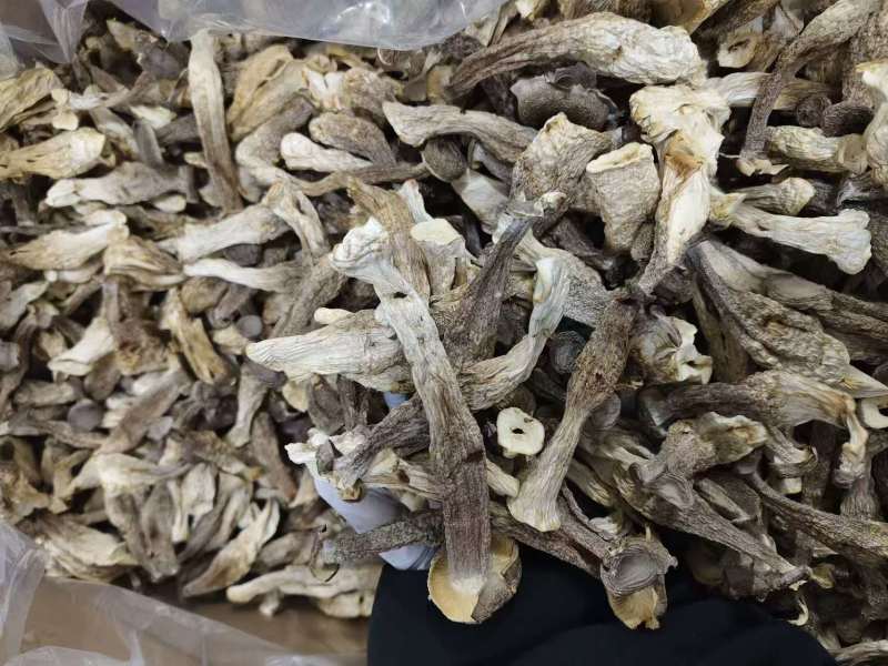 甄选福建鹿茸菇诚信商家卖品质好货欢迎全国老板前来