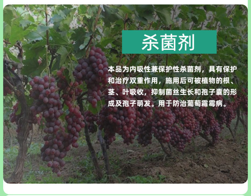 一帆沃海23.4%甲霜霜霉威甲霜灵葡萄霜霉病内吸农药保