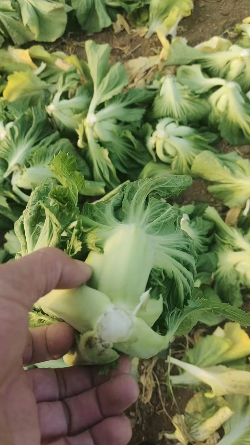广西新鲜玉芥菜原产地直发