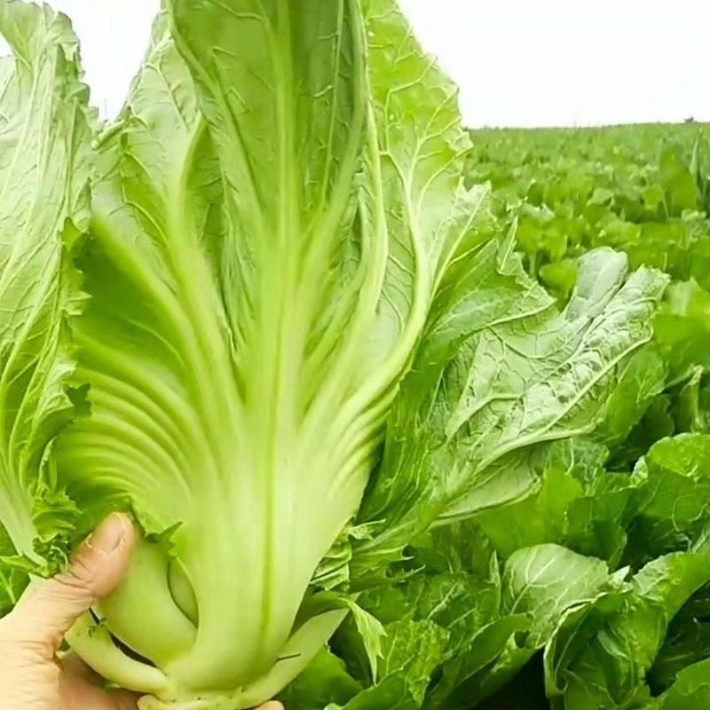 广西新鲜玉芥菜原产地直发