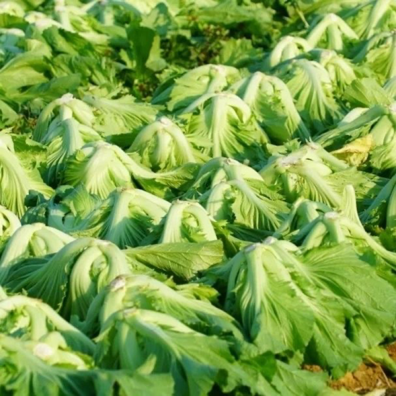 广西新鲜玉芥菜原产地直发