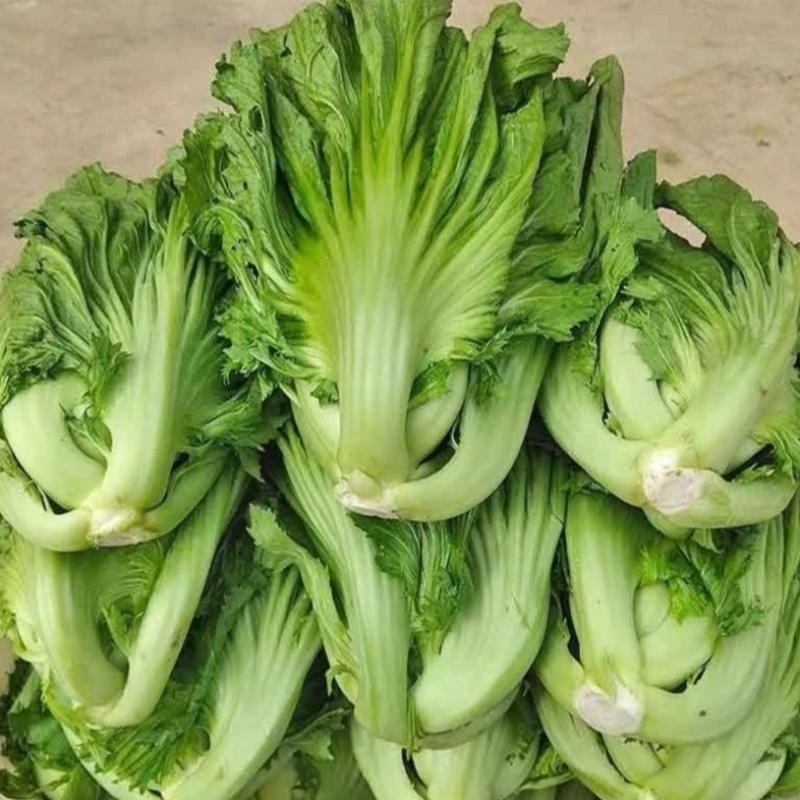 广西新鲜玉芥菜原产地直发
