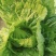 广西新鲜玉芥菜原产地直发