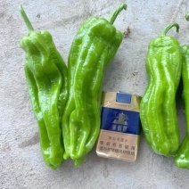 （精品辣椒）薄皮辣椒/亳州一手货源！欢迎订购