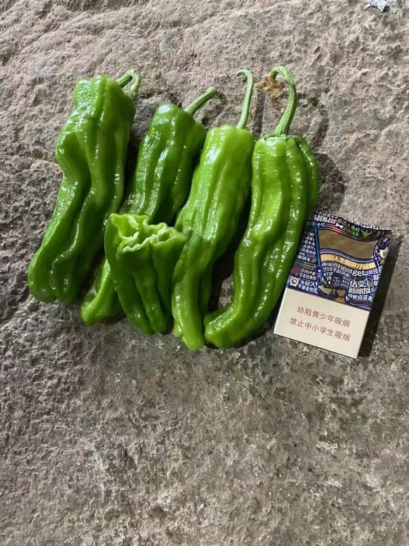 （精品辣椒）薄皮辣椒/亳州一手货源！欢迎订购