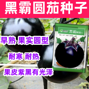 黑霸圆茄种子早熟耐寒较耐热果大肉多口感好耐运输