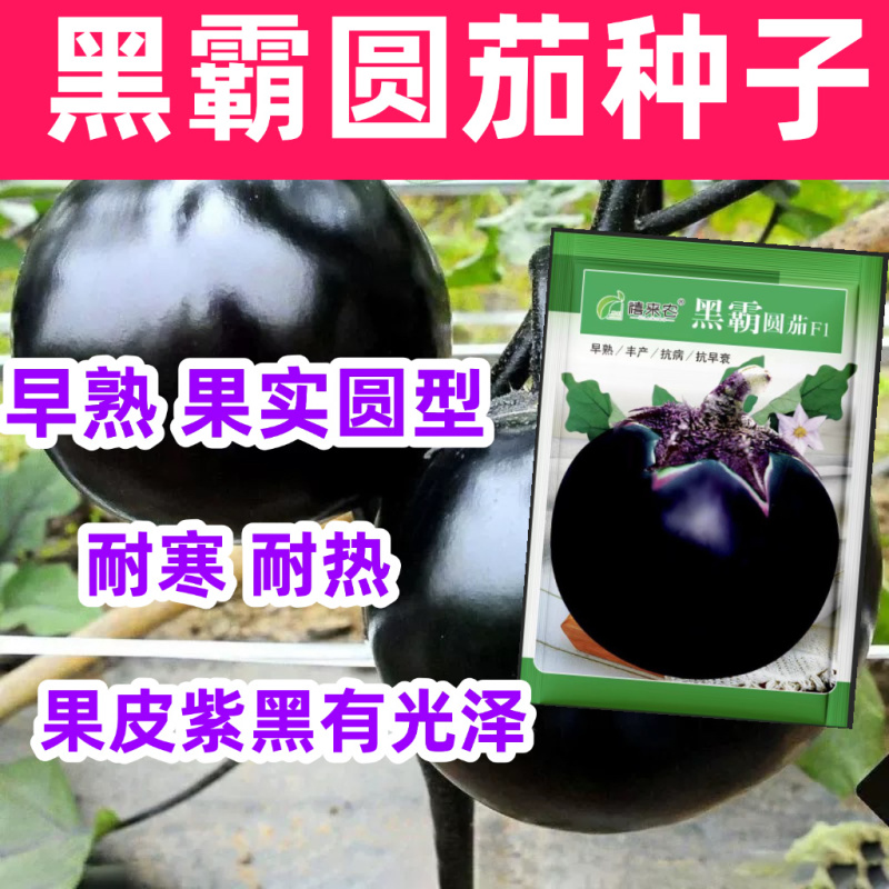 黑霸圆茄种子早熟耐寒较耐热果大肉多口感好耐运输