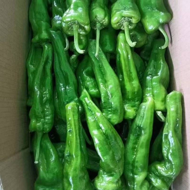 （精品辣椒）薄皮辣椒/河南鲜辣椒/专业代办/代收代发全国