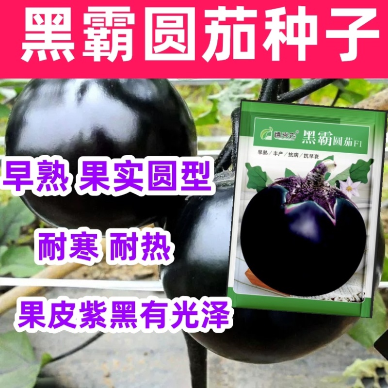 黑霸圆茄种子早熟耐寒较耐热果大肉多口感好耐运输