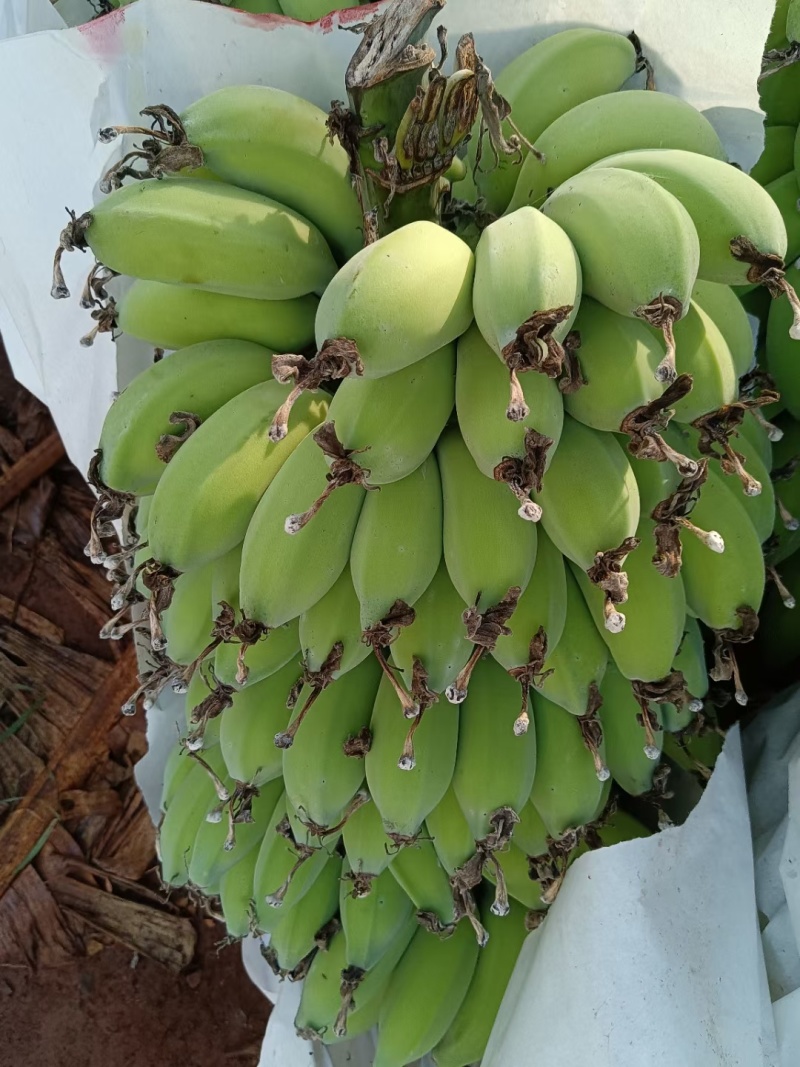 香蕉苗：粉蕉巴西蕉